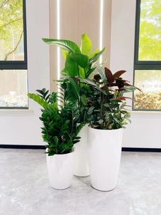 宁波鄞州绿化养护服务佳，绿植呵护超用心！