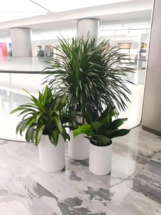 宁波江北植物出租价格实惠